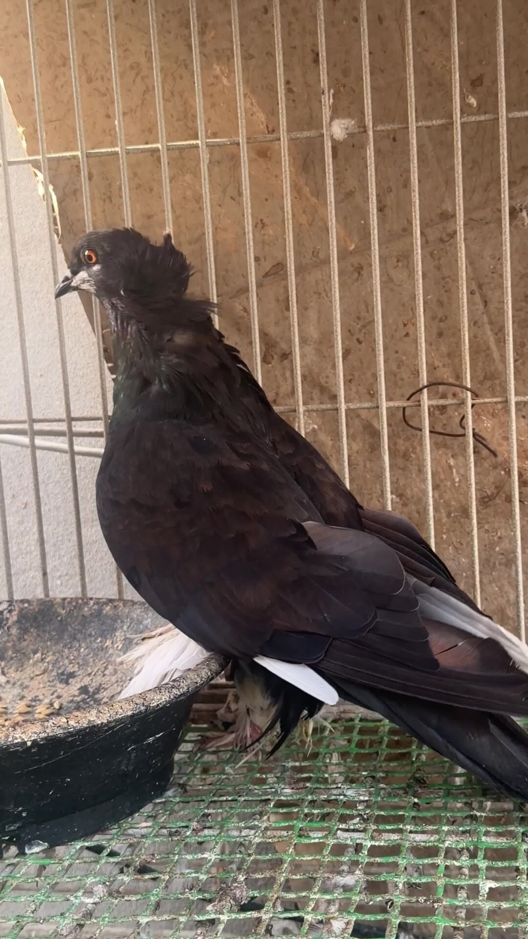 Hungary Breeding Female kite 