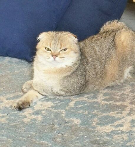 Female Scottish gold for sale