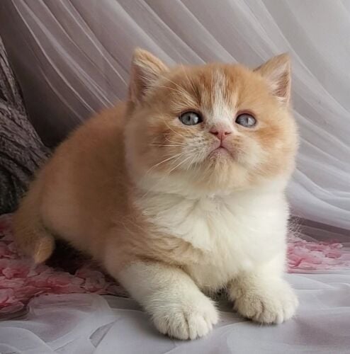 British short hair kitten