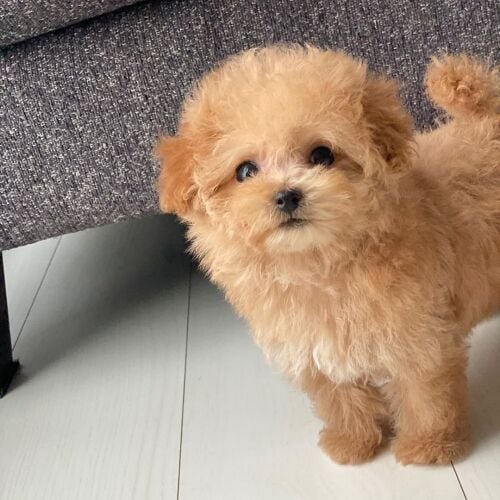 Teacup Poodle Puppy