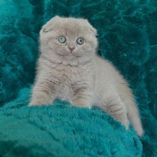 Scottish Fold Kitten