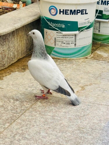 ice breeding male for sale