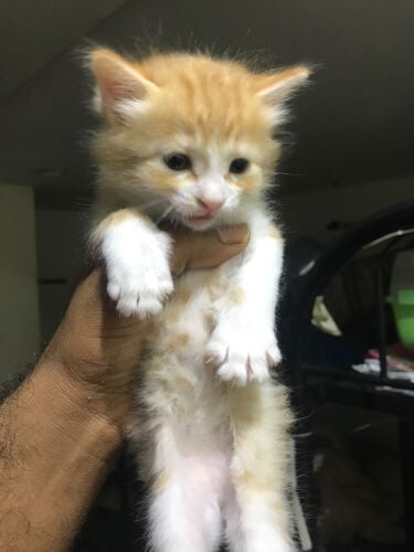 Persian giggar kitten 