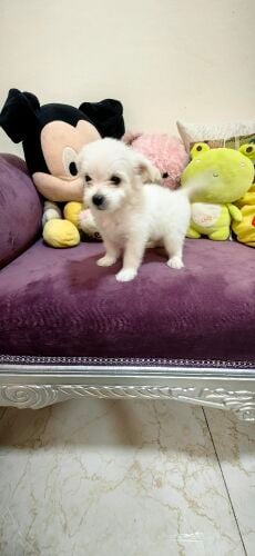 Maltese  Dog