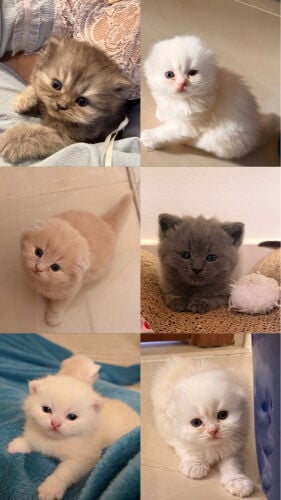 scotch fold cat
