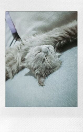 gumball (persian)