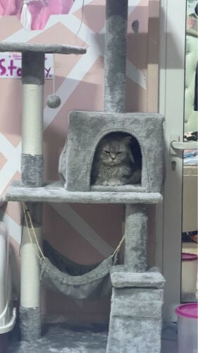 Persian kitten with everything 