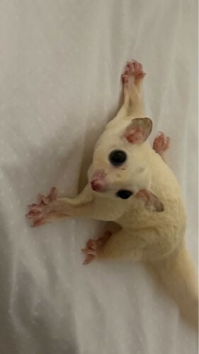 sugar glider 