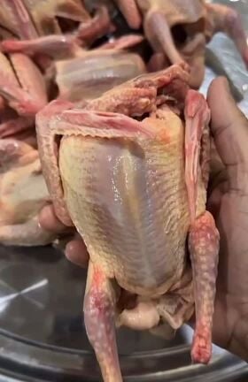 Jazil Pigeon Chicks