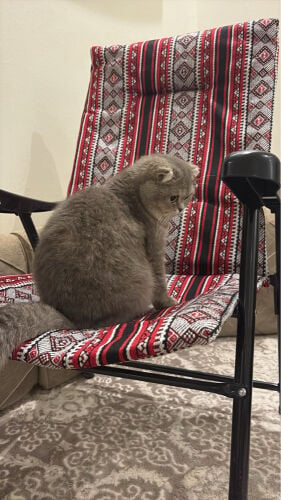 ميلا