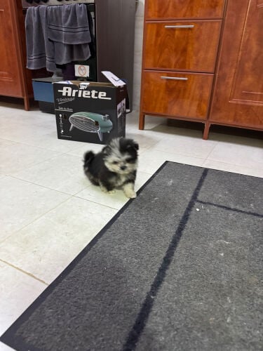 rare color pomeranian in qatar