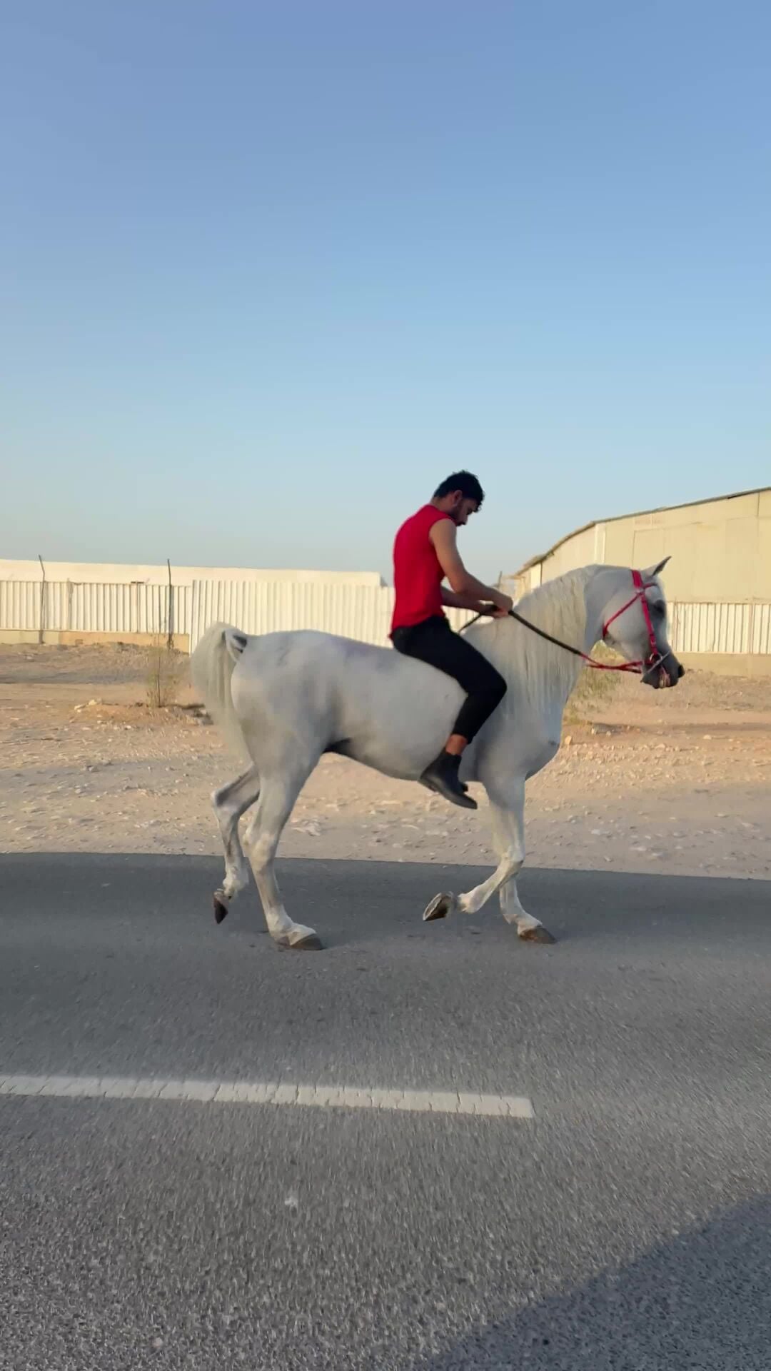 فحل مصري ولد براق العليا جمال في رصيده ميداليات و مراكز 