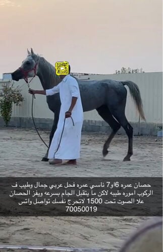 حصان 