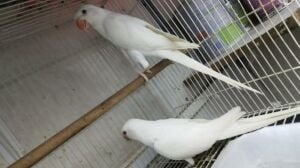 Indian ring neck  breeding pairs