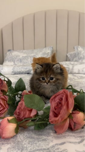  Pure Persian Kittens