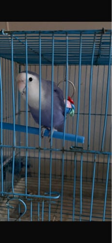 روز اليف فيه خوف