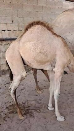 للبيع قعود عقيره