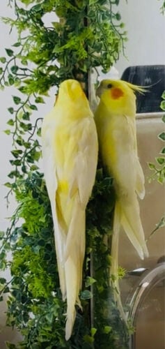 with cage