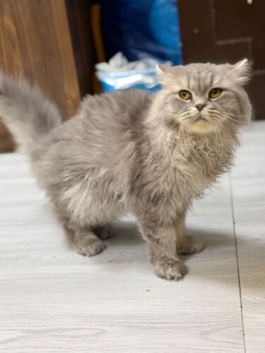 For Sale with food 