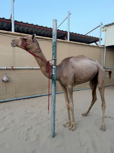 قعود مفرود يصفر حق