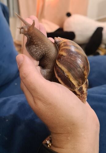 Giant African Lad Snail