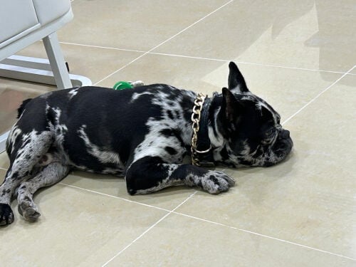 French Bulldog 