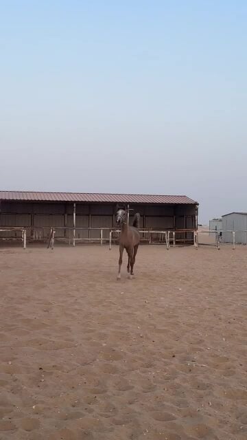 مهر عربي خصي 