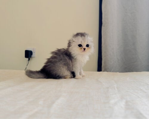 Scottish Highland Fold long hair 
