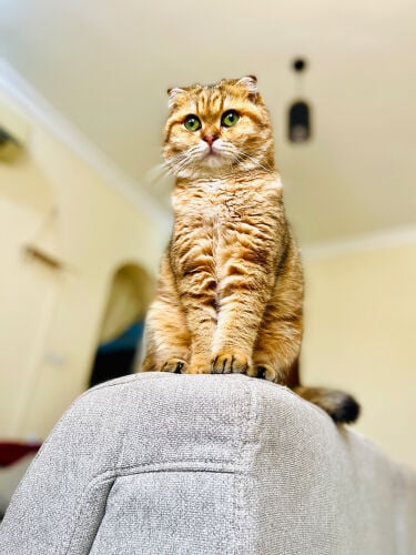  Scottish Fold Available for Mating