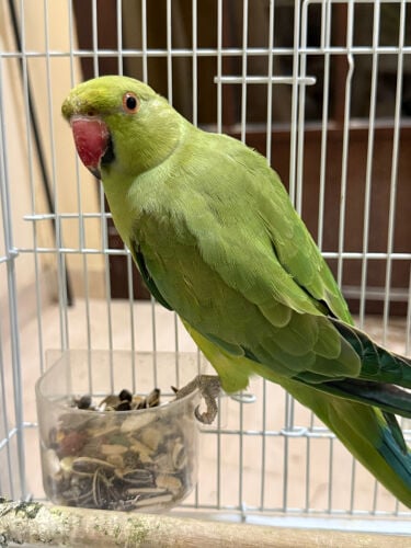alexandrine 