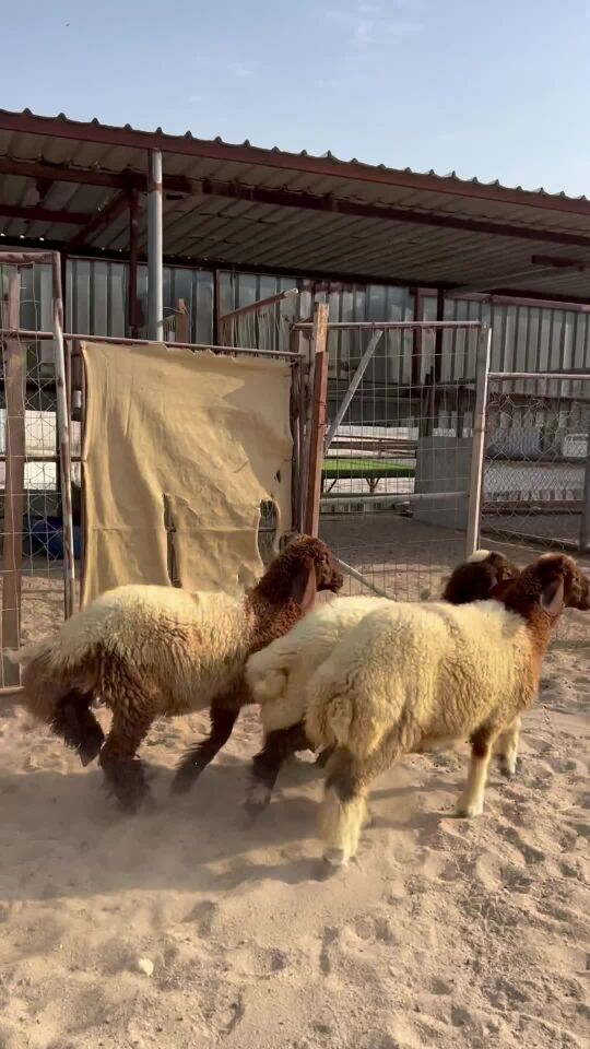 رخال بلدية سمان فل الفل