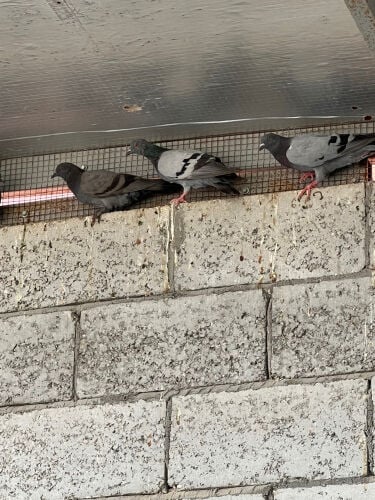 للبيع حمام بسعر الجمله 