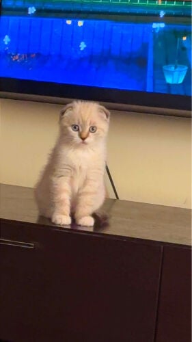 Scottish double fold pure