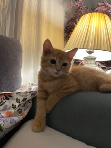 female golden kitten 