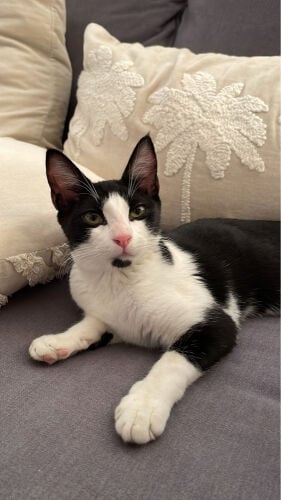 female cat for adoption 