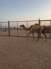 لقيه زينه على شروط