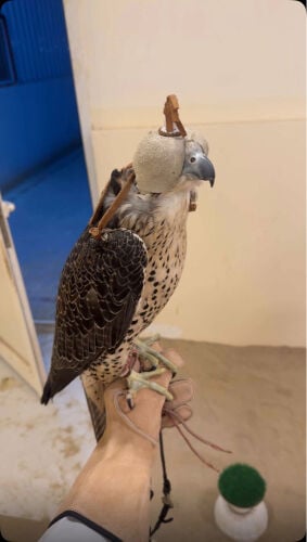 بيع