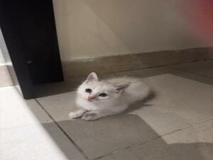 Ragdoll breed kitten -cat