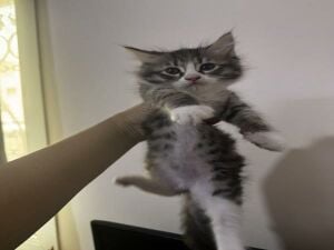 Ragdoll +exotic short hair mix