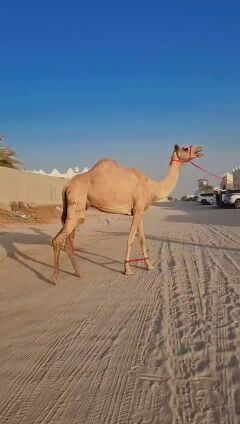 عشراه مهجنه