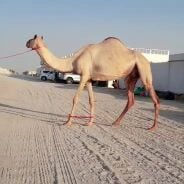عشراة