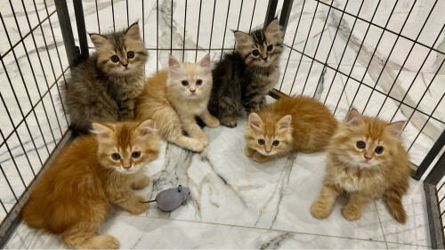 shirazi Sebrian kittens 