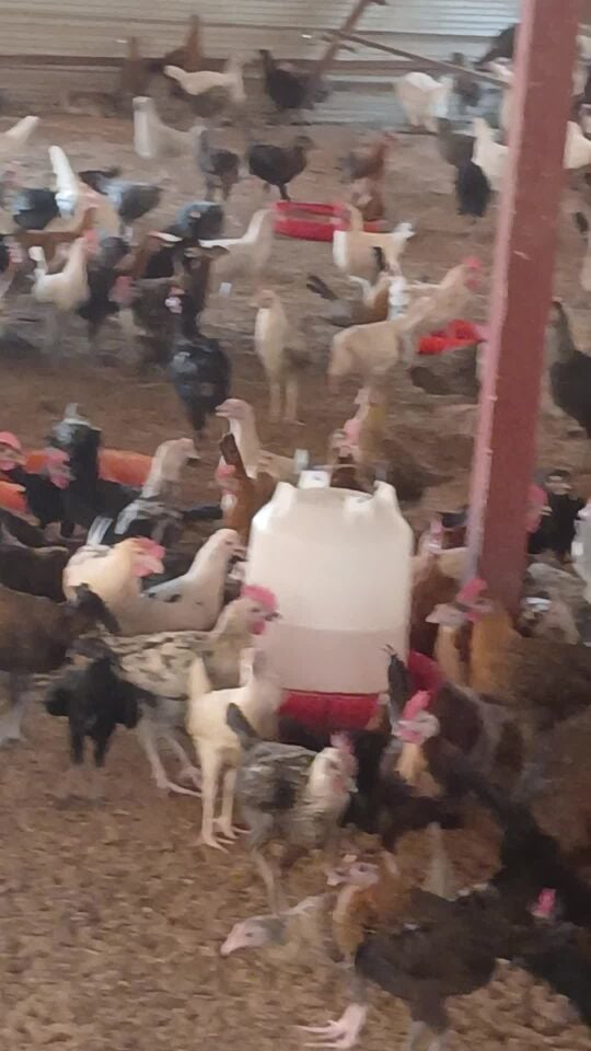 golden chicken farm