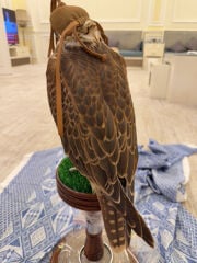 قرموشة حرار