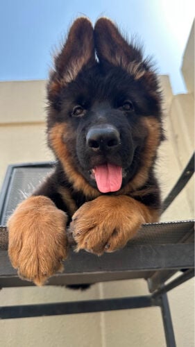 Elite Show-Line German Shepherd