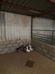 بط فرنسي 30