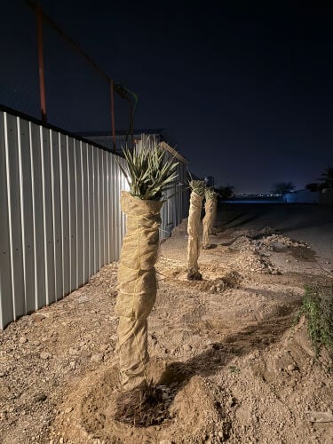 everytype of palm tree