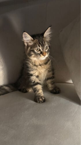 maincoon mix female