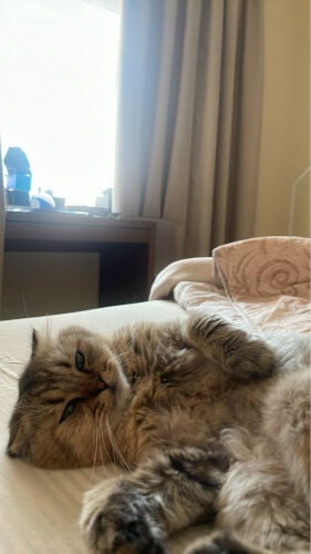 Scottish/persian cat