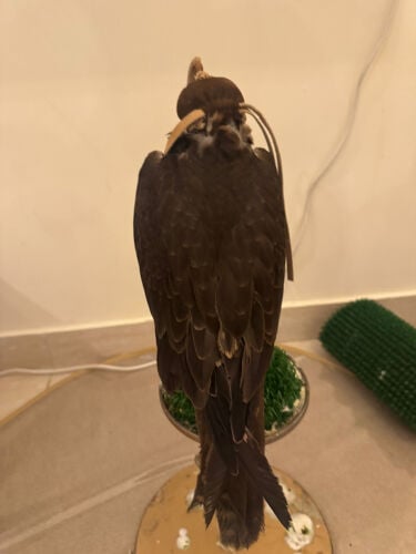 falcon